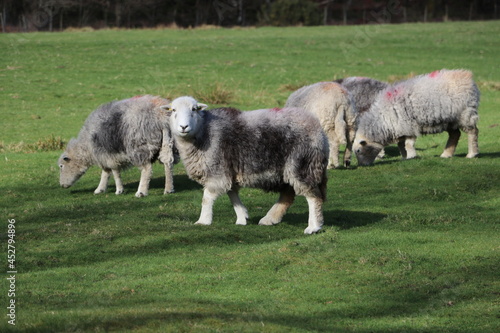 Herdwick Sheep with white smiling face, grey wool coat graze on green grass