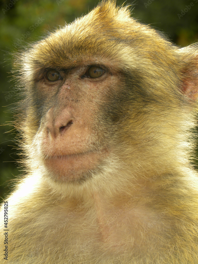 Obraz premium close up of a baboon
