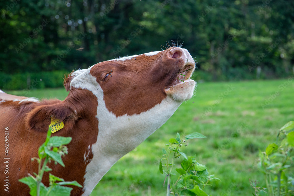 Foto Cow mooing