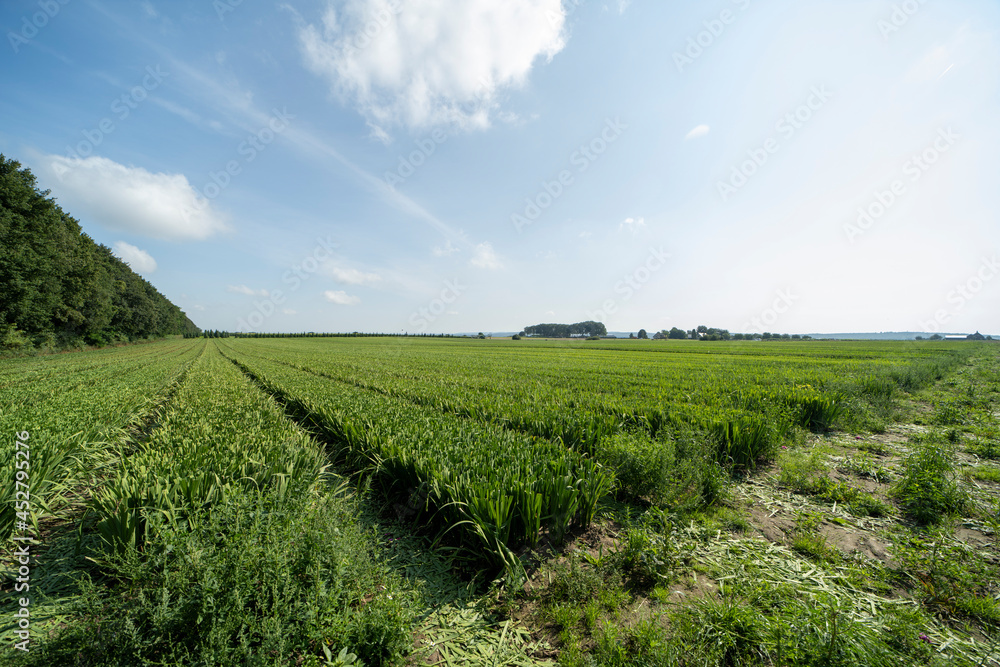 An agricultural field during summer south of Groesbeek