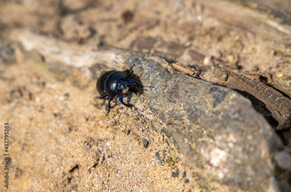 Beetle crawling through the sand Beetle crawling through the sand