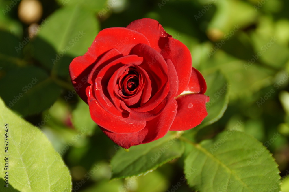 red rose in garden red rose in garden