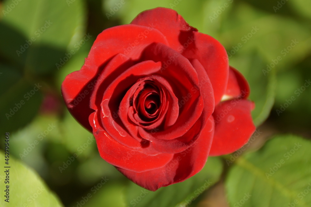 red rose in garden red rose in garden