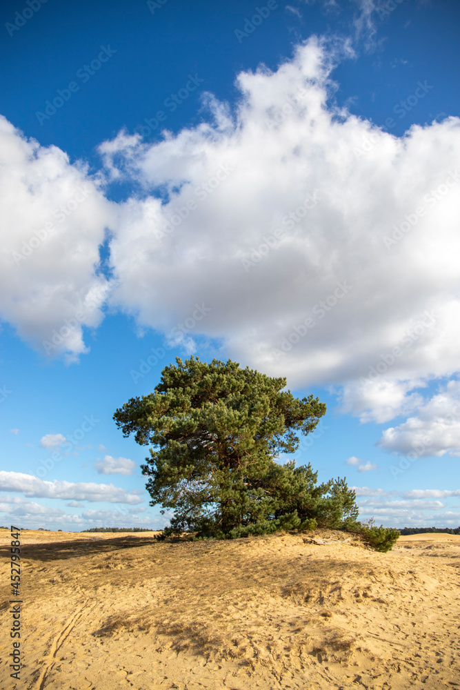 Obraz premium tree in the desert