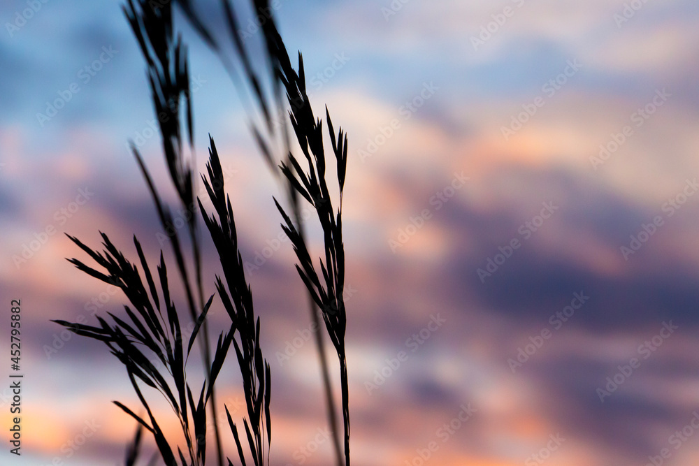 wheat field at sunset wheat field at sunset