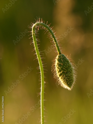 Field poppy (Papaver rhoeas) - close up of hairy stem and bud in the afternoon light, Gdansk, Poland