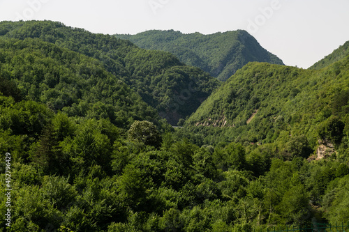 green forest in the mountains