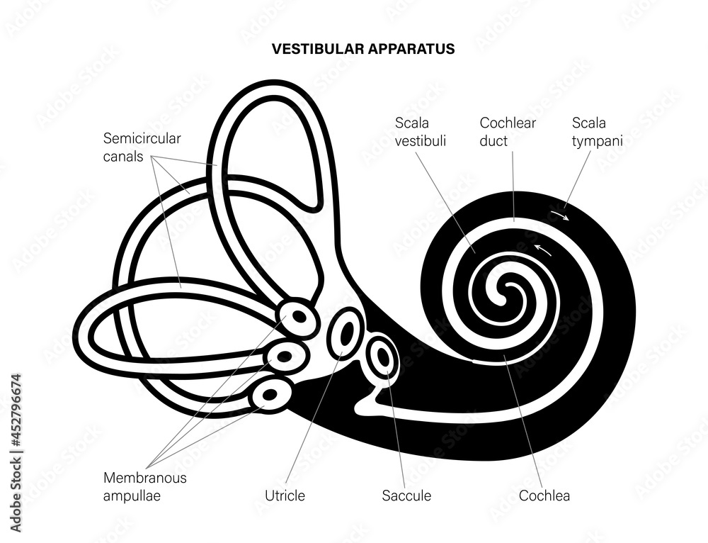 Vestibular apparatus anatomy Stock Vector Biology Diagrams