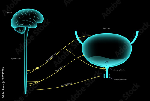 Micturition neural control