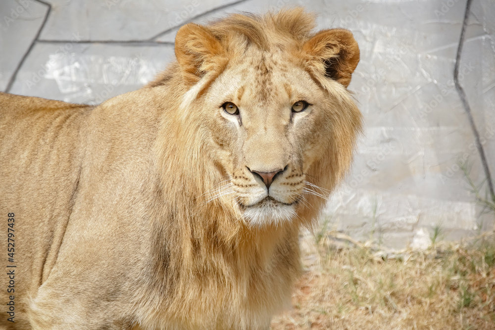 O leão é uma espécie de mamífero carnívoro do gênero Panthera e da família Felidae. 
