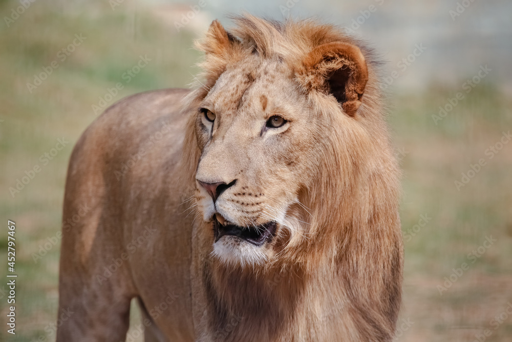 O leão é uma espécie de mamífero carnívoro do gênero Panthera e da família Felidae. 
