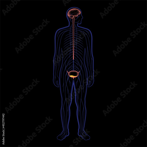 Micturition neural control