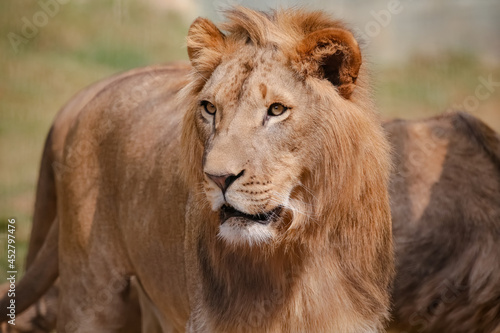 Fototapeta Naklejka Na Ścianę i Meble -  O leão é uma espécie de mamífero carnívoro do gênero Panthera e da família Felidae. 
