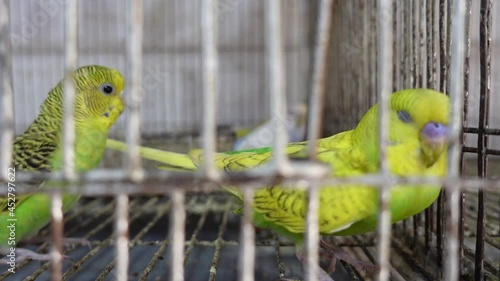 A yellow-faced Budgerigar bird is suffering from a sick condition in a steel cage. Yellowface and green black split mutation budgerigar bird. Close Up views of a parakeet bird face. photo