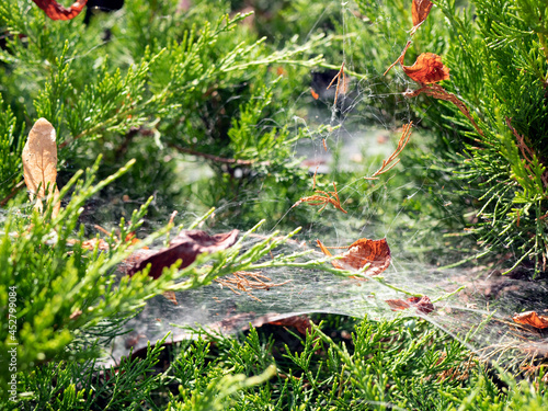 Spider webs on the evergreen shrub. Horizontal sheet webs overlay vegetation