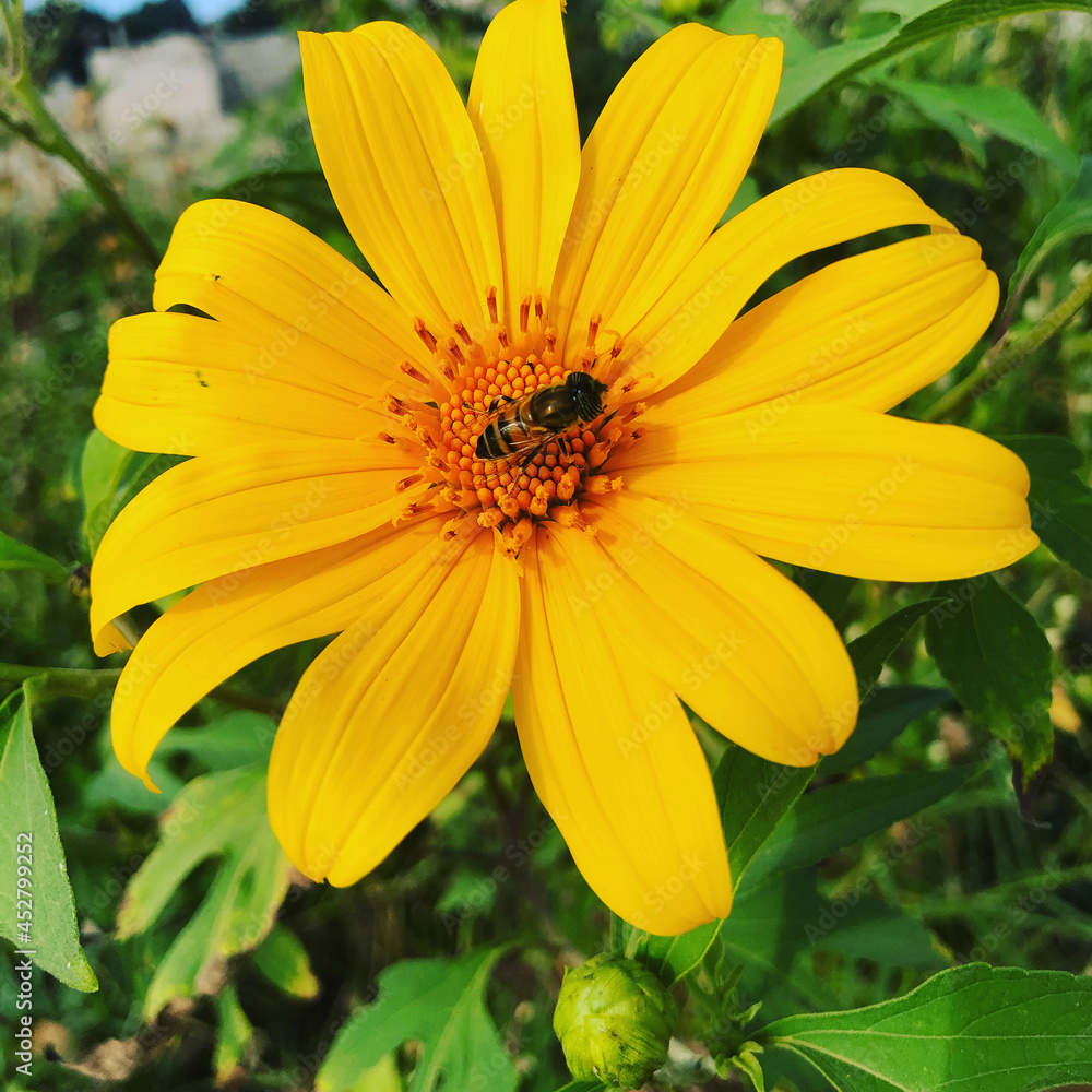 yellow flower of a calendula yellow flower of a calendula