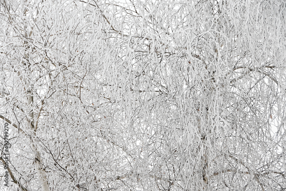 Frost on Leafless Trees Frost on Leafless Trees