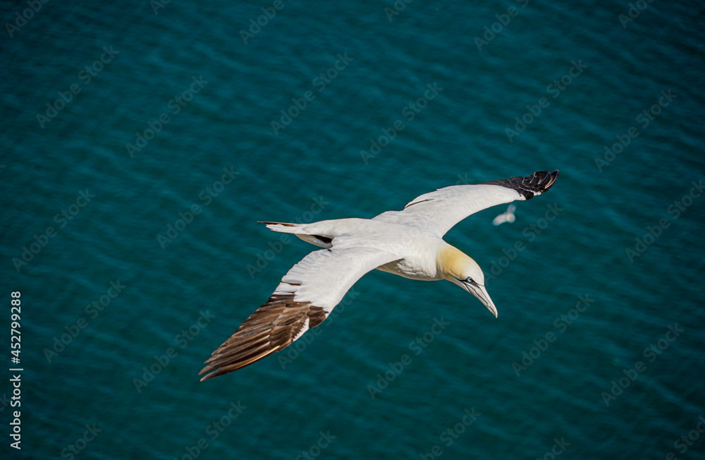Close up of Flying Large White Sea Bird Gannets with a huge wingspan over blue sky and ocean on English clifftops, Gliding, slope soaring and riding thermals and Ridge lift from cliff face updrafts Close up of Flying Large White Sea Bird Gannets with a huge wingspan over blue sky and ocean on English clifftops, Gliding, slope soaring and riding thermals and Ridge lift from cliff face updrafts