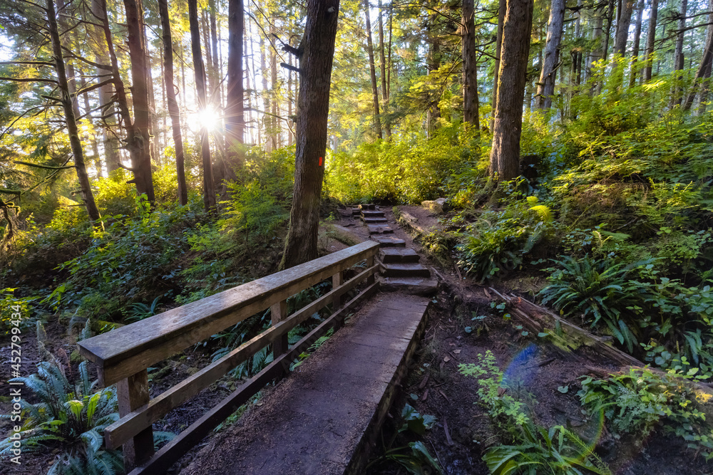 Hiking Path to Mystic Beach in the Vibrant Rainforest and colorful green trees on Juan de Fuca Trail. Located near Victoria, Vancouver Island, British Columbia, Canada. Hiking Path to Mystic Beach in the Vibrant Rainforest and colorful green trees on Juan de Fuca Trail. Located near Victoria, Vancouver Island, British Columbia, Canada.
