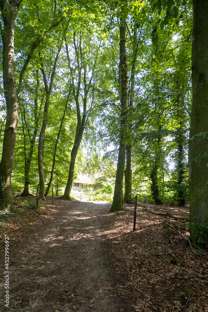 The forest on the Sint-Jansberg hill. The forest on the Sint-Jansberg hill.