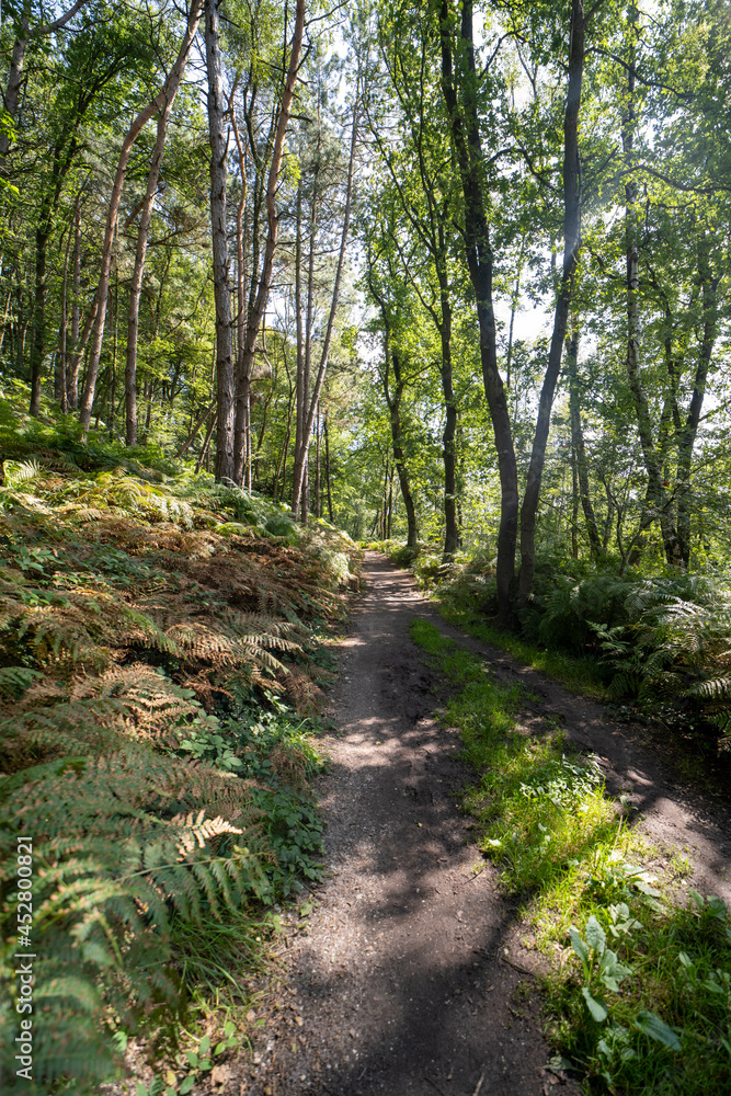 The forest on the Sint-Jansberg hill. The forest on the Sint-Jansberg hill.