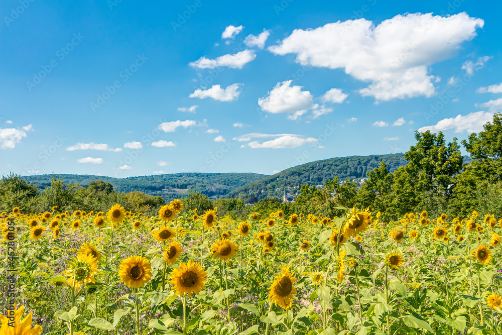 Obraz premium Sonnenblumen auf einer Wildblumenwiese an einem sommerlichen Tag