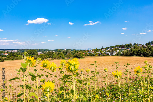Sonnenblumen am Rand eines landwirtschaftlichen Feld an einem sommerlichen Tag - im Hintergrund der Ort Kelkheim und die Skyline von Frankfurt am Main photo