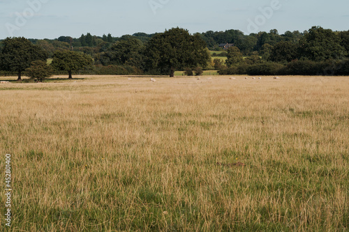 Sheep and lamb in the field