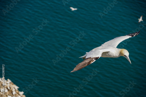 Close up of single Gannet Flying, Large wingspan White Sea-Bird, over cliffs with a large nesting population of birds below on cliff-face © Pluto119