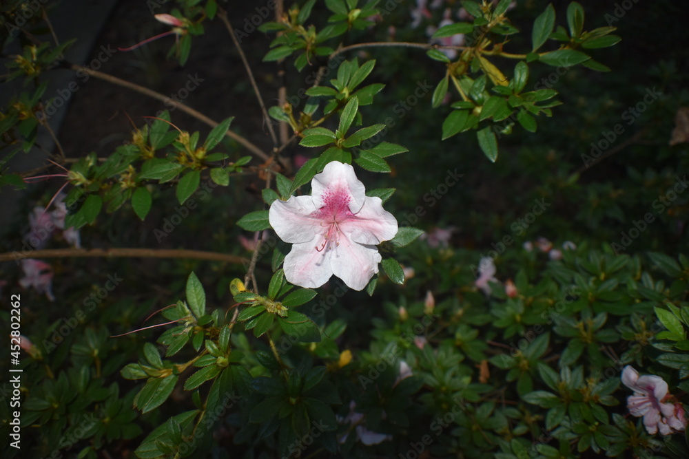 Naklejka premium pink and white flowers