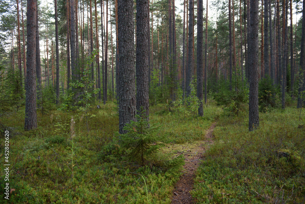 Forest landscapes before dusk. Forest landscapes before dusk.