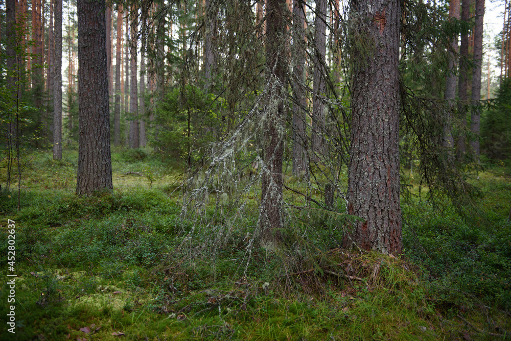 Obraz premium Forest landscapes before dusk.