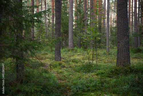 Forest landscapes before dusk.