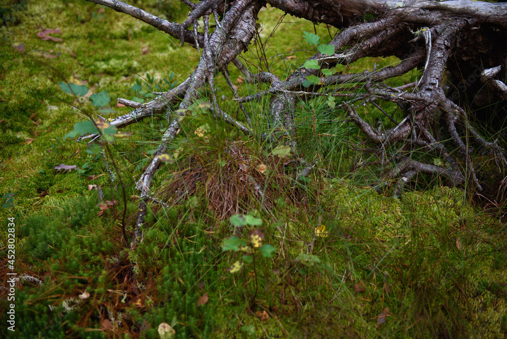 The roots of a tree in a swamp in the forest The roots of a tree in a swamp in the forest