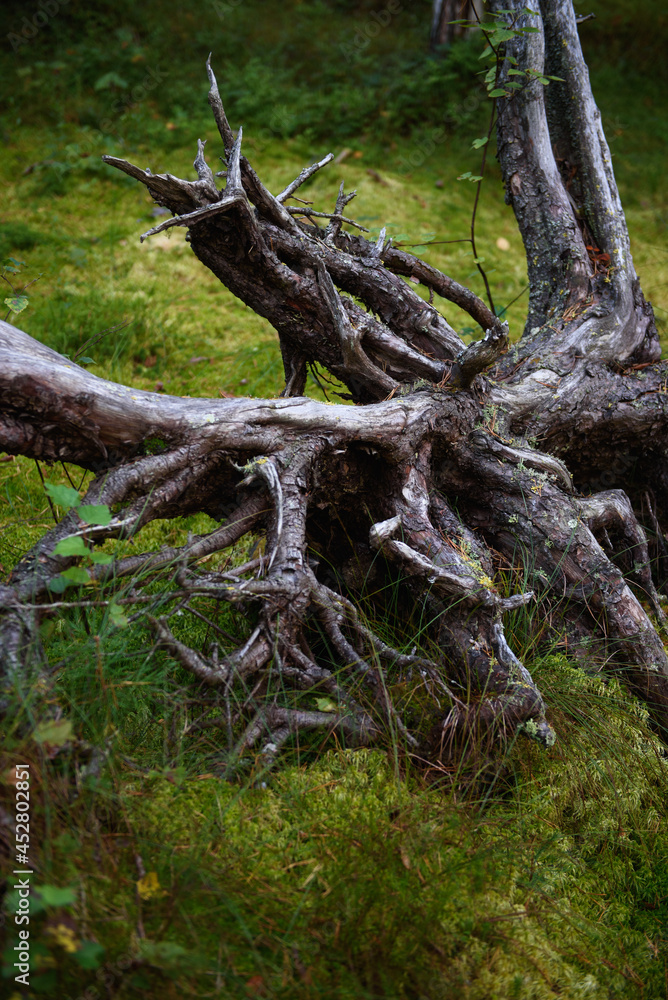 The roots of a tree in a swamp in the forest The roots of a tree in a swamp in the forest