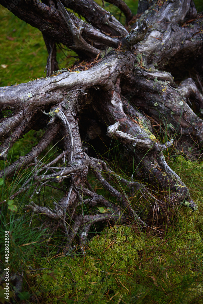 The roots of a tree in a swamp in the forest The roots of a tree in a swamp in the forest