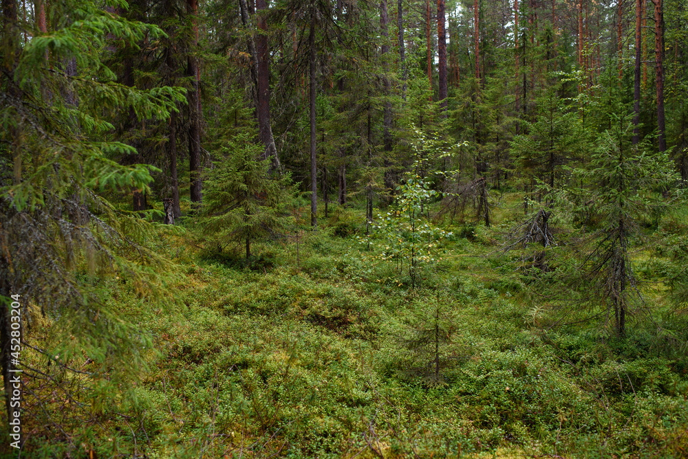 Landscape. Smapy area in the forest Landscape. Smapy area in the forest