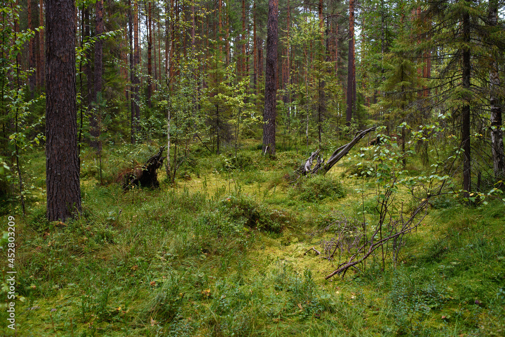 Landscape. Smapy area in the forest Landscape. Smapy area in the forest