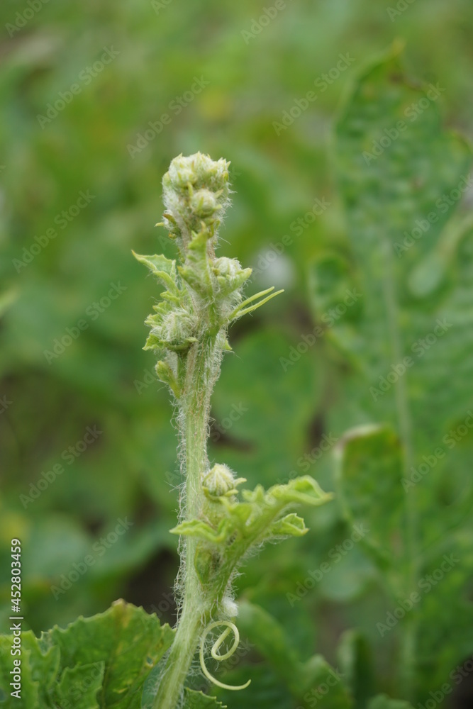 Watermelon leaves with a natural background