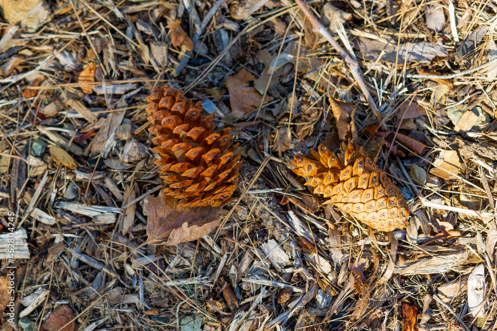Pinecones Pinecones