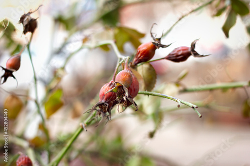 overripe frozen pink rose hips hang on branches without leaves in the garden in winter close-up © Irina