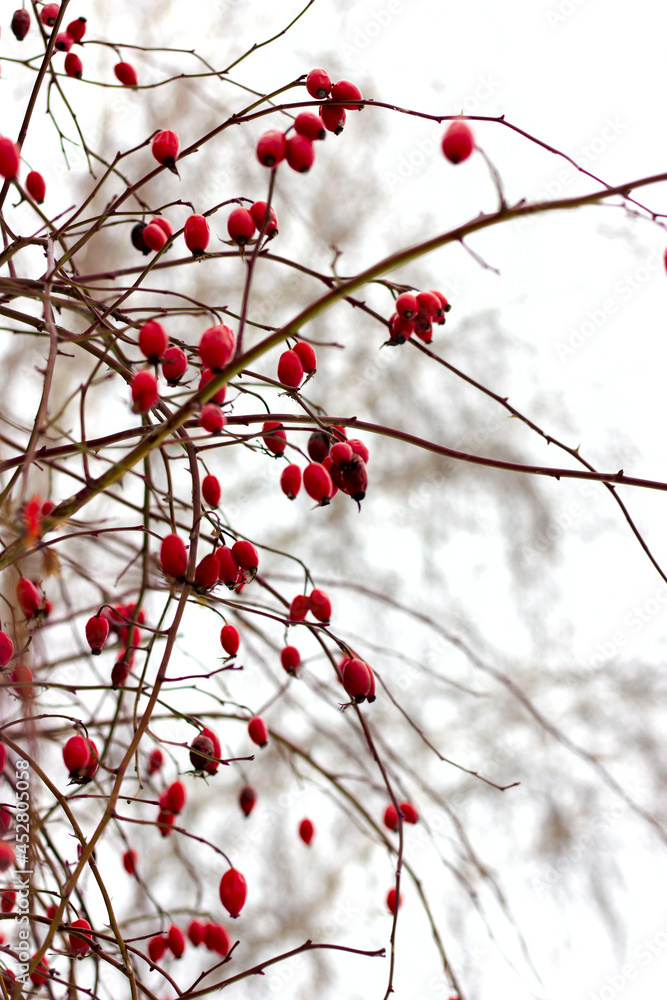 red rose hips hang on branches without leaves in winter covered with snow with large snowflakes close-up red rose hips hang on branches without leaves in winter covered with snow with large snowflakes close-up