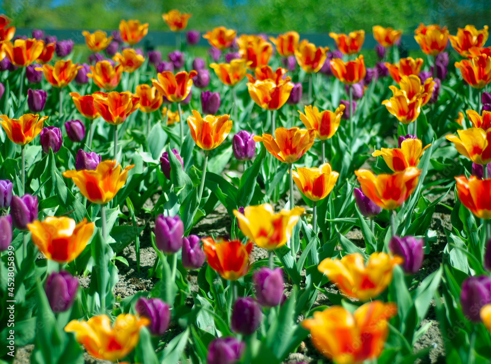 Tulip Flower Texture