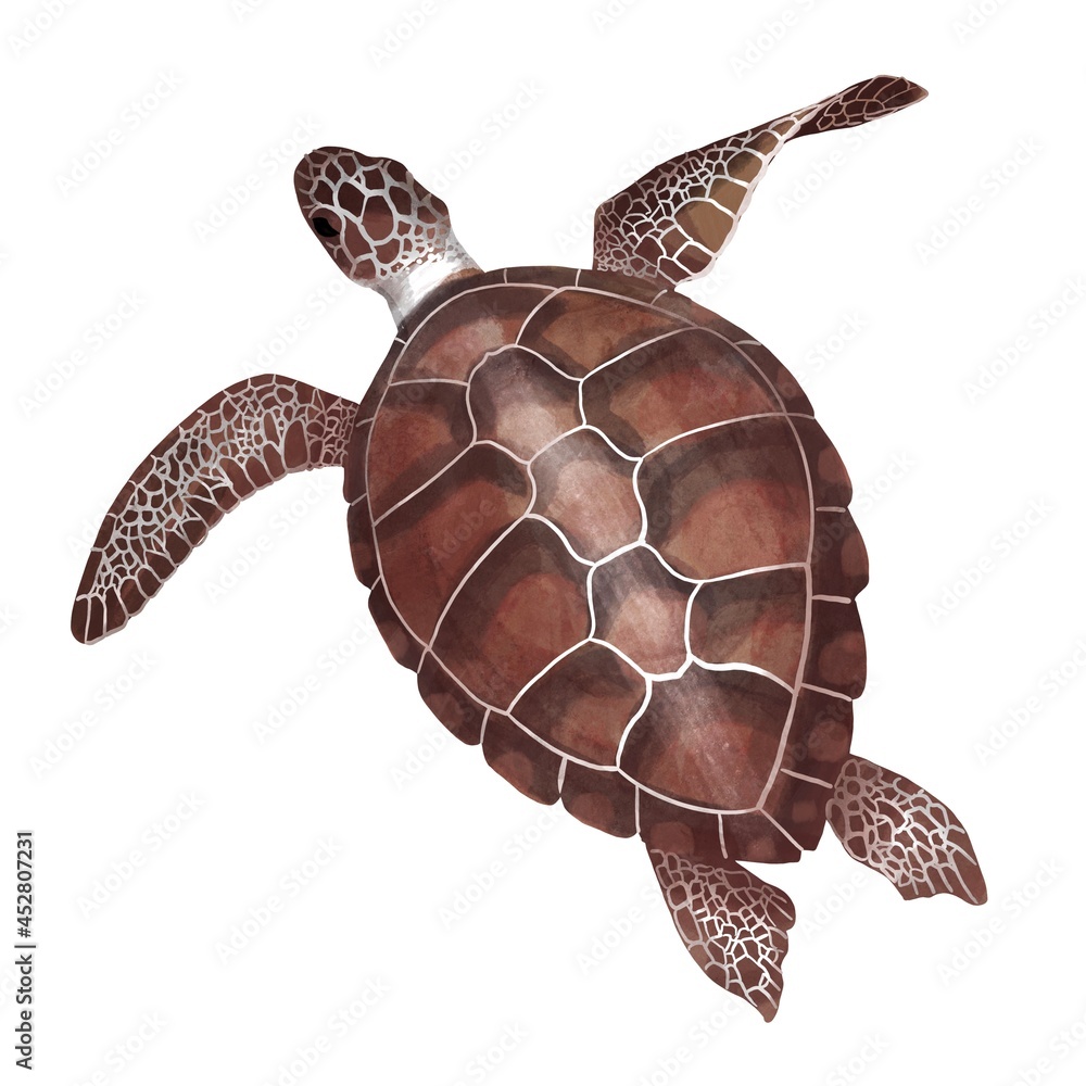 Watercolor Sea green turtle isolated on white background. Stock ...
