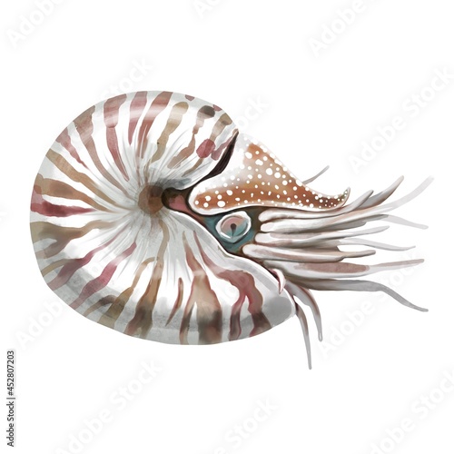 Graphic watercolor nautilus drawing, line drawing dudling, isolated on white background