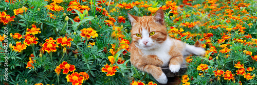Ginger cat in bright colors. The kitten lies on a background of red and yellow marigolds.