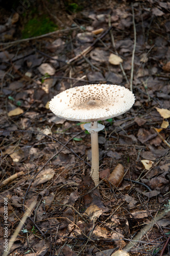 Mushroom white toadstool. A beautiful poisonous mushroom grows in the forest.