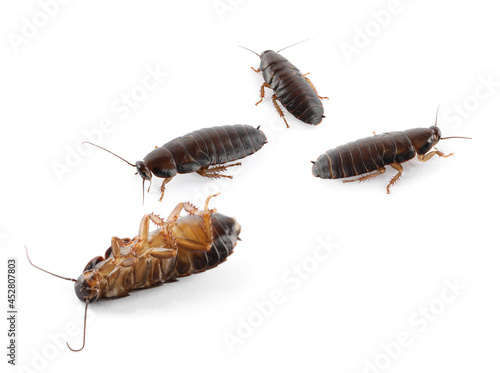 Group of brown cockroaches on white background. Pest control © New Africa