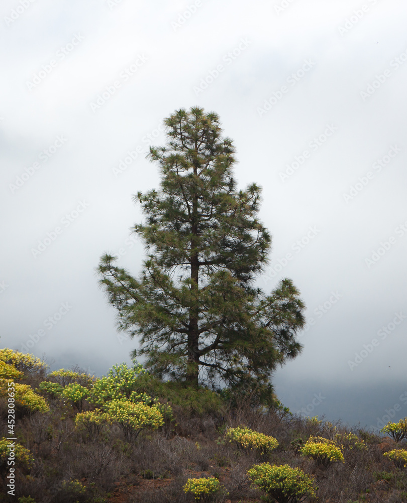 Obraz premium High mountain Canary pine tree.