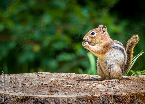 фотографія Chipmunk atop stump